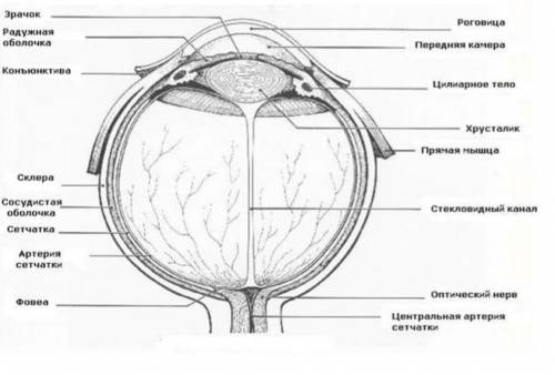 Каково строение человеческого глаза