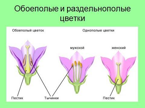 54.зарисуйте схему строения обоеполого и раздельнополого цветков. p.s потпешусь на тот кто мне ответ