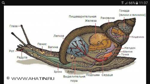 Напишите названия внутренних органов улитки в учебнике биология ,6 класс (2011),с 134)
