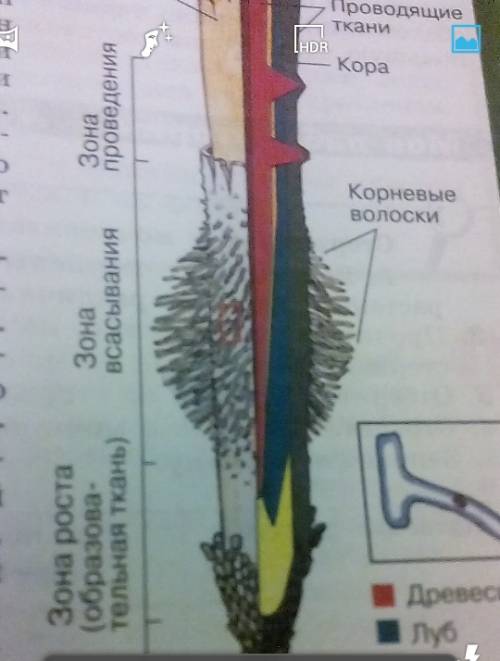 Зарисуйте зону всасывания с корневыми волосками