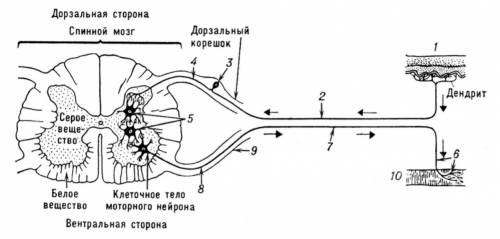 Нарисуй рефлекторную дугу мигательного глаза