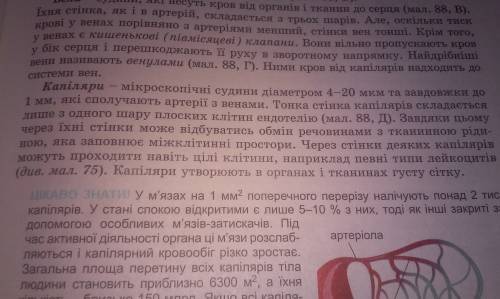 Учому полягає взаємозвязок будови і функцій капілярі