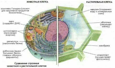 Как шла эволюция растительной иживотной клетки? !