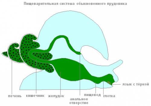 Прудовик-брюхоногий моллюск, так как