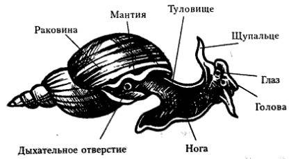 Схематический рисунок раковины улитки