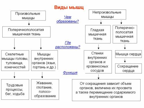 Основные группы скелетных мышц человек. таблицей.