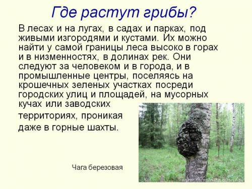 Где растут грибы? скажите все возможные места кроме ! !