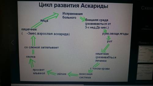 Составить,описать и зарисовать этапы развития 1.печеночный сосальщик 2.бычий цепий 3.оскарида челове