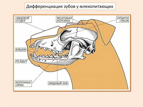 Объясните смысл дифференциации зубов у млекопитающих на резцы, клыки и коренные. отметьте степень ра