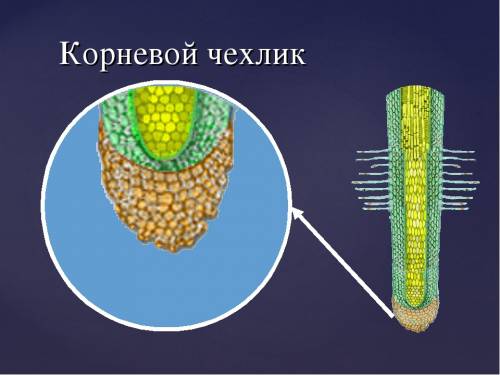 Рассмотрите корешок редиса или проростка пшеницы невооружённым глазом,а затем в лупу.найдите на конц