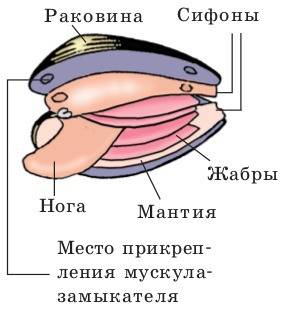 Пришлите внутреннее и внешнее строение морского гребешка и беззубки. только , полегче