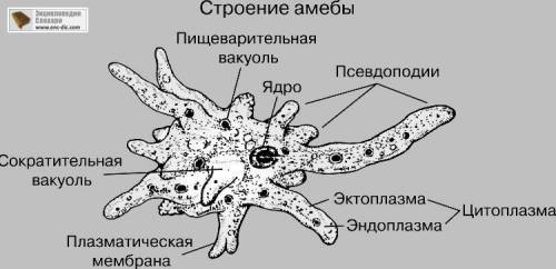 Зарисуйте схему строение амебы.подпишите названия части её тела.какую роль в процессе жизнедеятельно