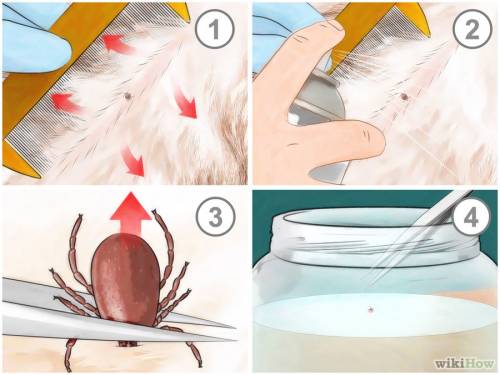 Каким можно избавиться от собачьего клеща?