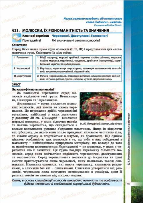 Расскажите про брюхоногих малюсков, головоногих и двуствочатых