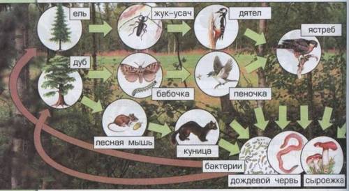 Состоятельно или с рисунка учебеиуа 100-101