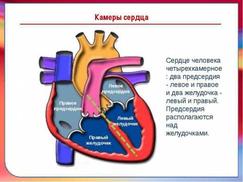 Где находится камера в сердце (картину )обязательно)(