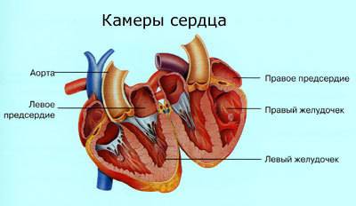 Где находится камера в сердце (картину )обязательно)(