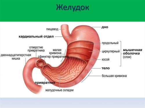 Какие особенности строения желудка как пищеварительного канала вы знаете?