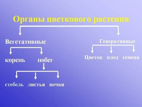 Назовите вегетативные и генеративные органы растений почему они так называются