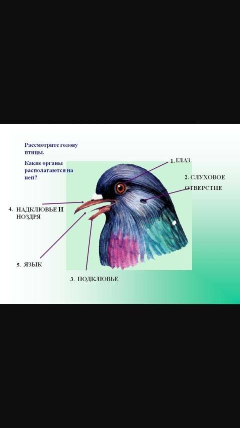 Найдите голову. какие органы расположены на голове птицы?