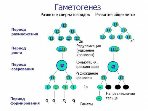 Сколько клеток из одной образуется при мейозе? сколько в них хромосом?