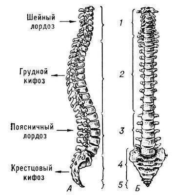 (на какие части делится позвоночник? )буду сильно )