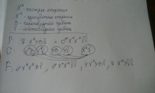 Укур пестрое оперение доминирует над одноцветным, данный ген находится в х-хромосоме. листовидный гр