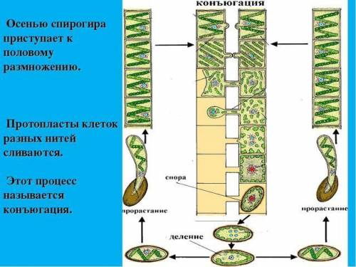 Укого половое размножение происходит соединением протопластов двух клеток нитей?