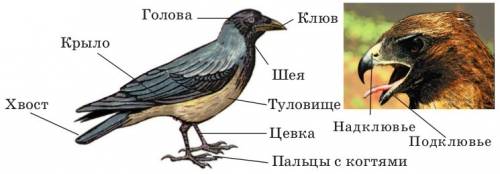 Общие черты внешнего строения полевых птиц