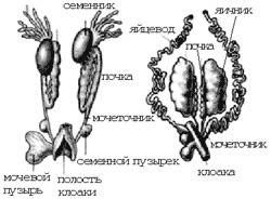 Схема выделительной системы лягушки