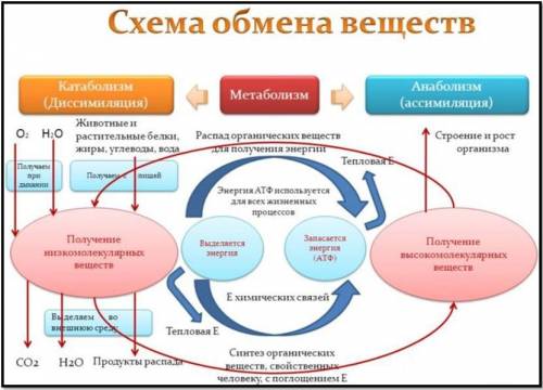 Что происходит с молекулами и энергией при пластическом и энергетическом обмене? !