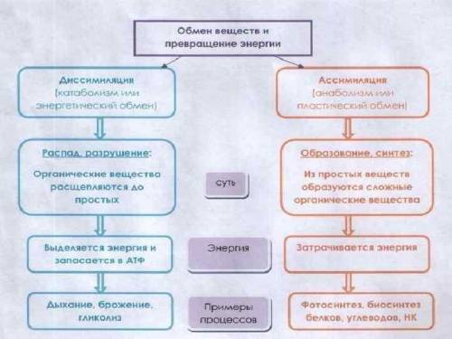 Что происходит с молекулами и энергией при пластическом и энергетическом обмене? !