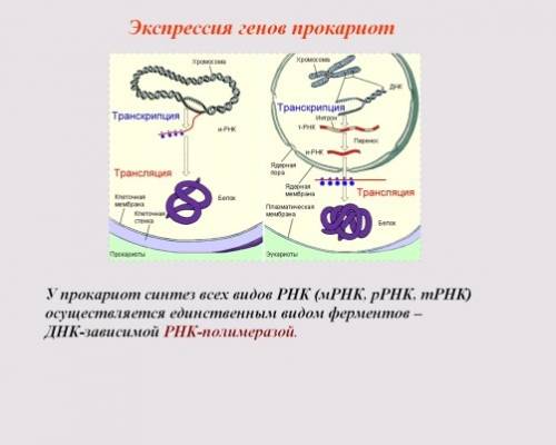 Что такое положительная и отрицательная регуляция генов у прокариот