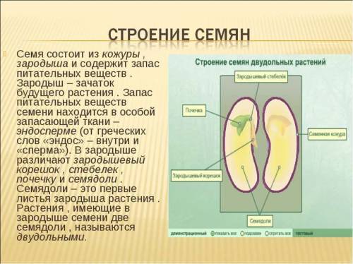 Семя из чего состоит? из кожуры, запасных питательных веществ и