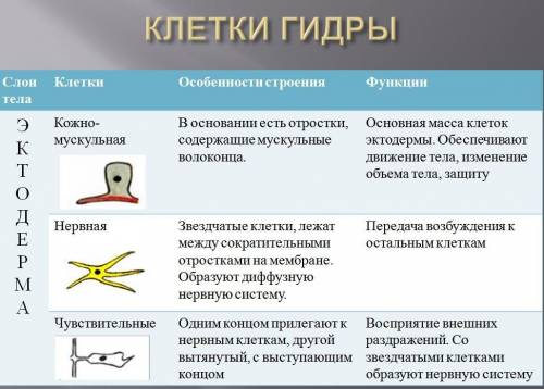 1) почему кишечнополостных относят к низшим многоклеточным? 2) каковы особенности строения клеток на