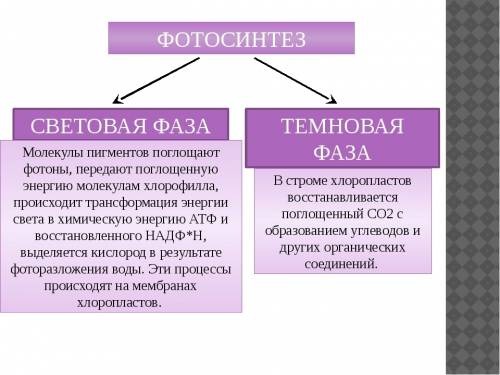 Какие процессы происходят в темновую фазу фотосинтеза: 1) синтез атф 4) образованием углеводов 2) ис