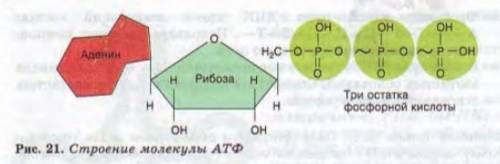 Если сравнить атф с аккумулятором, то в каком случае аккумулятор заряжается, а в каком разряжается