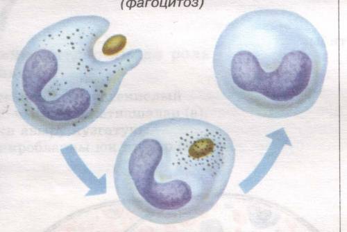 Чому фагоцитоз притаманний лише клітинам тварин