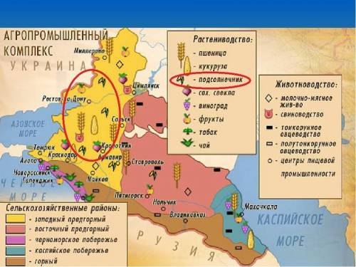 Выберите верный ответ . европейский юг специализируется на выращивании а)картофеля б)подсолнечника в