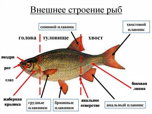 Кпарным плавникам относятся: а) спинные плавники в) грудные плавники б) подхвостовой плавник г) хвос