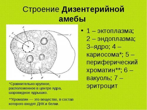 Пришлите строение амёбы дизентерийной с подписанными органами (ядро, цитоплазма и т.д.)