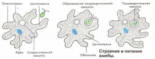 Пришлите строение амёбы дизентерийной с подписанными органами (ядро, цитоплазма и т.д.)