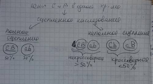 Добрый день, мне с биологией и объясните как сделать это : сколько типов гамет образует зигота ссвв,