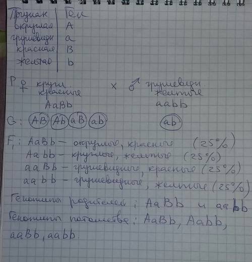 Утоматов округлая форма плодов доминирует над грушевидной, а красная окраска плодов – над желтой.рас