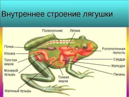 Лабораторная работа номер 7. строение лягушки. 7 класс. 1!