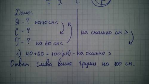 Яблоня ниже сливы на 40 см,но выше гришина 60см . насколько сколько см слива выше груши