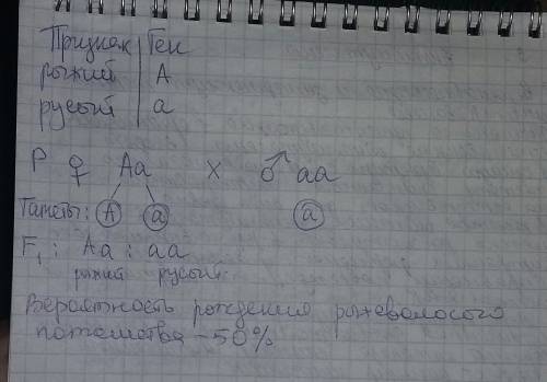 Вбрак вступил мужчина имеющие русые волосы женился на рыжеволосой женщине. определите вероятность ро