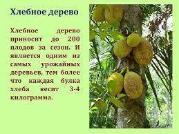 Какого дерева не существует в природе? а)хлебное дерево в)железное дерево с)стеклянное дерево?