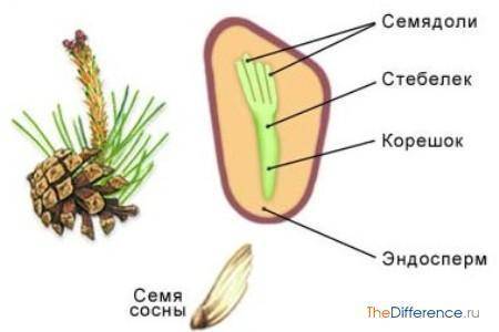 Зарисуй семя сосны. подпиши рисунок