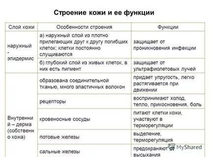 Нужна таблица по биологии.3 столбика: 1-название слоя кожи человека; 2-строение каждого слоя; 3-функ